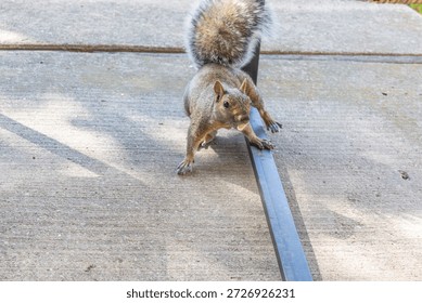A funny squirrel is stealing peanuts. 