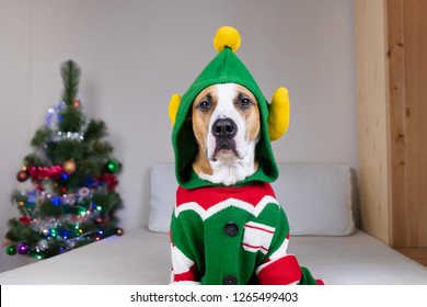 Funny Staffordshire Terrier Dog With Serious Face In 
