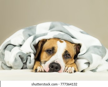 Funny Staffordshire Terrier Puppy Lying Covered In Throw Blanket And Falling Asleep. Close Up Image Of Tired Or Sick Pitbull Dog Sleeping Or Resting Under Covers In Bed In Comfortable Indoor Bedroom