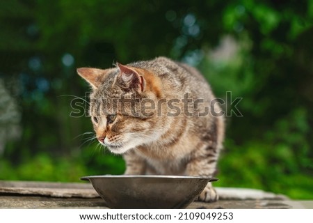 Funny striped brown cat near a bowl of food on the street. Homeless animals.