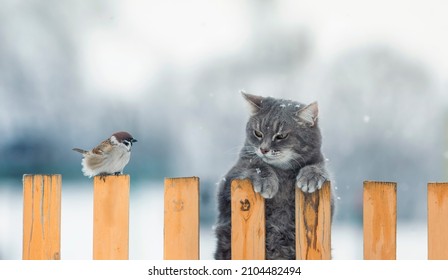 funny striped hunter cat sits on a fence and watches a sitting bird - Powered by Shutterstock