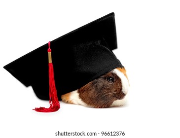 Funny Student Of Veterinary Medicine, Guinea Pig