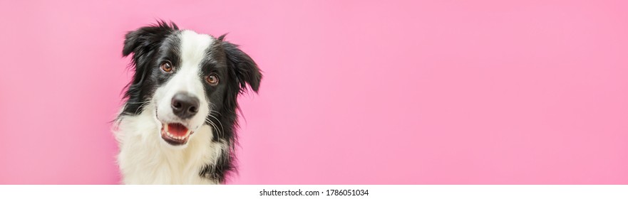 Funny Studio Portrait Of Cute Smiling Puppy Dog Border Collie Isolated On Pink Background. New Lovely Member Of Family Little Dog Gazing And Waiting For Reward. Pet Care And Animals Concept. Banner