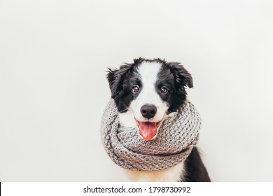 Funny Studio Portrait Of Cute Smiling Puppy Dog Border Collie Wearing Warm Clothes Scarf Around Neck Isolated On White Background. Winter Or Autumn Portrait Of Little Dog