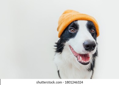 Funny Studio Portrait Of Cute Smiling Puppy Dog Border Collie Wearing Warm Knitted Clothes Yellow Hat Isolated On White Background. Winter Or Autumn Portrait Of New Lovely Member Of Family Little Dog