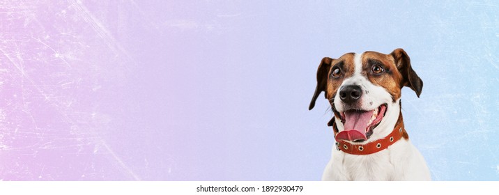 犬 伏せ の画像 写真素材 ベクター画像 Shutterstock