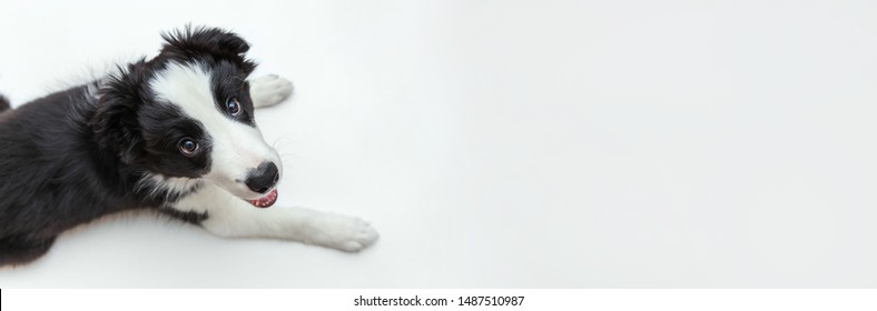 Funny Studio Portrait Of Cute Smilling Puppy Dog Border Collie Isolated On White Background. New Lovely Member Of Family Little Dog Gazing And Waiting For Reward. Pet Care And Animals Concept. Banner