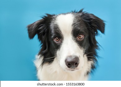 1,438 Dog smilling Images, Stock Photos & Vectors | Shutterstock