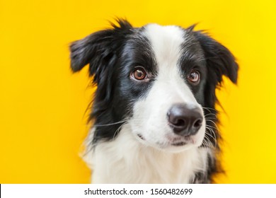 Funny Studio Portrait Of Cute Smilling Puppy Dog Border Collie Isolated On Yellow Background. New Lovely Member Of Family Little Dog Gazing And Waiting For Reward. Pet Care And Animals Concept