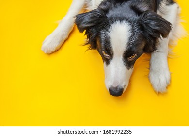 Download Dog On Yellow Images Stock Photos Vectors Shutterstock PSD Mockup Templates