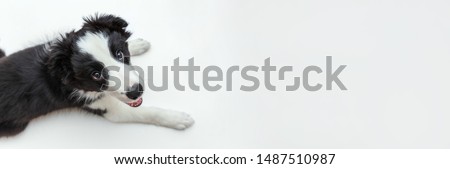 Funny studio portrait of cute smilling puppy dog border collie isolated on white background. New lovely member of family little dog gazing and waiting for reward. Pet care and animals concept. Banner