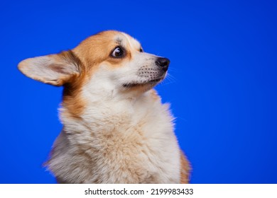 Funny studio portrait of a frightened corgi puppy isolated on a blue background. The frightened face of a dog. The dog looks and waits for the reward. The concept of pet care. Banner. - Shutterstock ID 2199983433