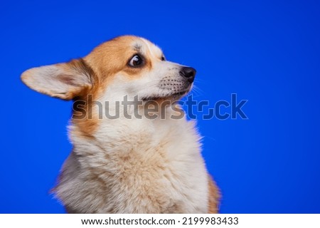 Funny studio portrait of a frightened corgi puppy isolated on a blue background. The frightened face of a dog. The dog looks and waits for the reward. The concept of pet care. Banner.