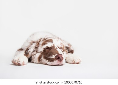 Funny Studio Portrait Of The Puppy Dog Australian Shepherd Lying And Sleeping On The White Background