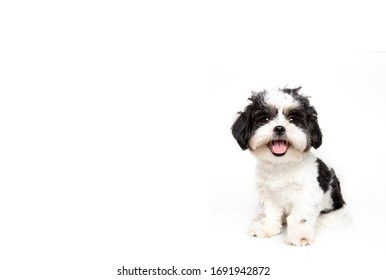 Funny Studio Portrait Of The Puppy Dog (shih Tzu) On The White Background, Sized For Web Or Social Media