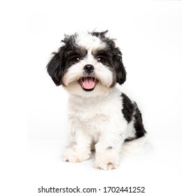 Funny studio portrait of the puppy dog (shih tzu) on the white background, Sized for web or social media