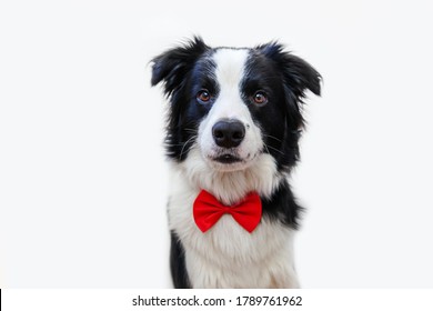 Funny Studio Portrait Puppy Dog Border Collie In Bow Tie As Gentleman Or Groom Isolated On White Background. New Lovely Member Of Family Little Dog Looking At Camera. Funny Pets Animals Life Concept