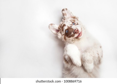 Funny studio portrait of the smilling puppy dog Australian Shepherd lying on the white background, giving a paw and begging - Shutterstock ID 1008869716