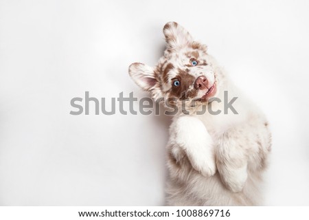 Funny studio portrait of the smilling puppy dog Australian Shepherd lying on the white background, giving a paw and begging