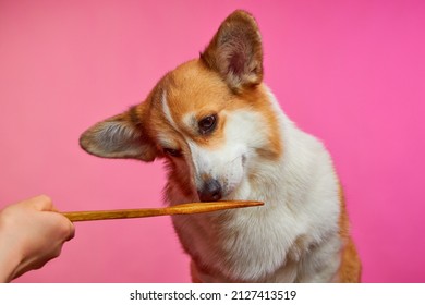 Funny Studio Portrait Of A Welsh Corgi Pembroke Dog On A Pink Background. Dog Sniffing A Kitchen Spatula. Licking Dog. Slotted Spatula. Wooden Spatula.