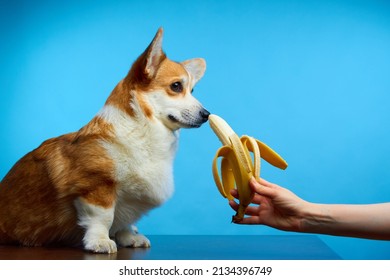 Funny Studio Portrait Of A Welsh Corgi Pembroke Dog On A Blue Background. Pet Day. A Gift For A Beloved Pet. Dog Sniffing A Yellow Banana. 