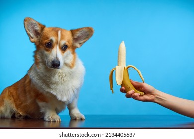 Funny studio portrait of a Welsh Corgi Pembroke dog on a blue background. Pet Day. A gift for a beloved pet. Naughty dog doesn't want to eat a banana. The dog turns his head to the side. - Shutterstock ID 2134405637