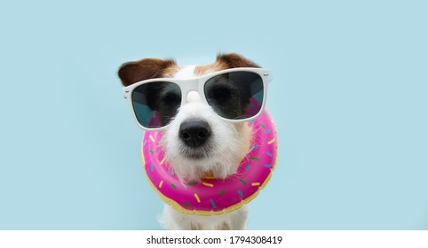 Funny Summer Dog Inside Of A Inflatable. Isolated On Blue Background.