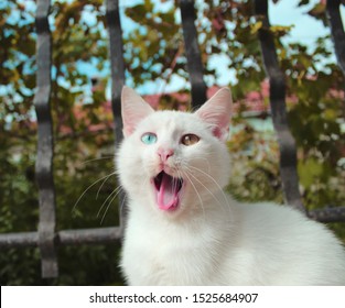 Funny Suprised Cat With Different Eye's Color