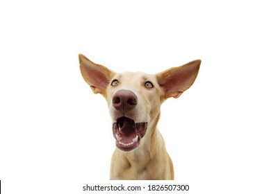 Funny Surprised Puppy Dog Face Expression With Big Ears. Isolated On White Background.