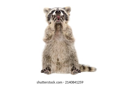 Funny Surprised Raccoon Covers Mouth With Paws Isolated On White Background