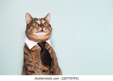 Funny tabby cat in black tie. Work from home office. Serious, handsome cat wearing business suit isolated on blue background. Professor of the university. Science or education concept with copy space