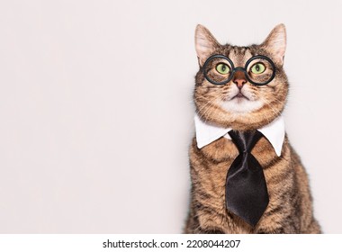 2,890 Cat Wearing Tie Images, Stock Photos & Vectors | Shutterstock