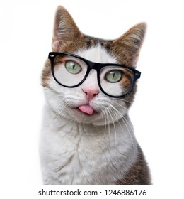  Funny tabby cat in nerd glasses put out his tongue. Isolated on white background.