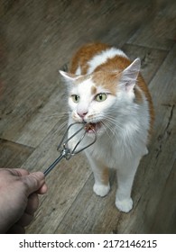 Funny Tabby Cat Nibbles From A Dough Hook.