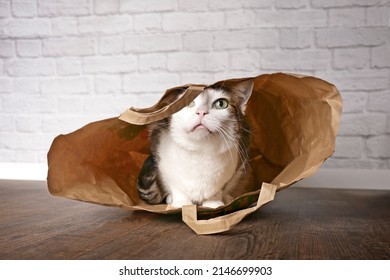 Funny Tabby Cat Playing Hide And Seek Inside A Paper Bag.