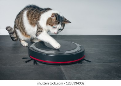 Funny Tabby Cat Playing With A Robot Vacuum Cleaner.