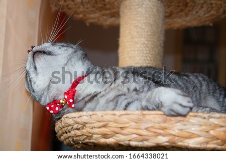 Similar – Cat playing a red ribbon on a floor. View from above