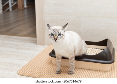 Funny tabby cat sitting in litter box and looking at camera. Toilet for domestic pets