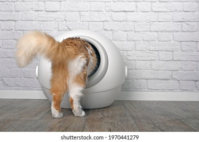 Funny Tabby Cat Step Inside A Litter Box. Horizontal Image With Copy Space.