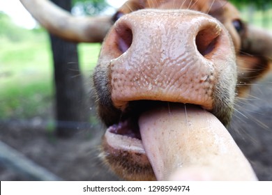 Funny Texas Longhorn Nose Close Up With Tongue Out.  Hungry Farm Cow Being Funny.