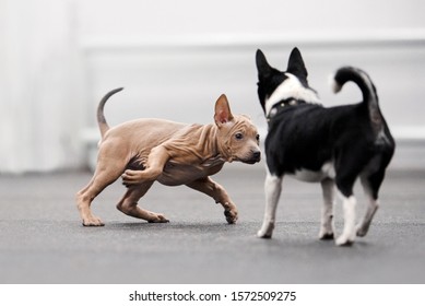 Funny Thai Ridgeback Puppy Inviting A Chihuahua Dog To Play