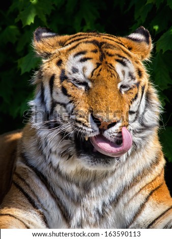 funny tigers face stock photo edit now 163590113 shutterstock