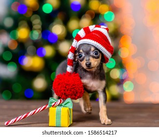 Funny tiny toy terrier puppy wearing a warm hat with pompon stands with gift box and candy cane on festive Christmas background