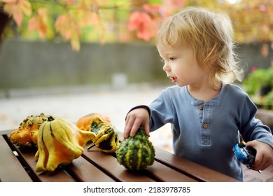 Funny Toddler Boy Playing With Variuos Decorative Pumpkins Outdoors On Sunny Autumn Day. Child Exploring Nature. Autumn Activities For Small Kids.