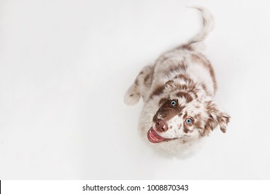 Funny Top View Studio Portrait Of The Smilling Puppy Dog Australian Shepherd Lying On The White Background, Gazing And Waiting