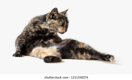 Funny Tortoiseshell Cat In Silly Pose Looking At Something Outside View. Contortionist Cat Isolated In White Background.