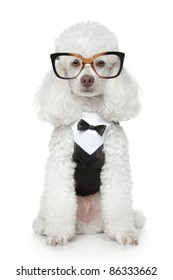 Funny Toy Poodle in a tuxedo and glasses on a white background