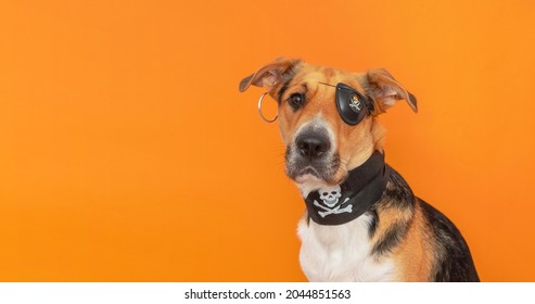 A funny tricolor outbred dog dressed up as a pirate with eye patch on orange background. Halloween costume for pet.