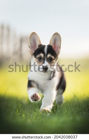 A funny tricolor welsh corgi pembroke puppy running on green grass against the backdrop of a bright summer landscape and the setting sun. Paws in the air. Looking into the camera. The mouth is open.