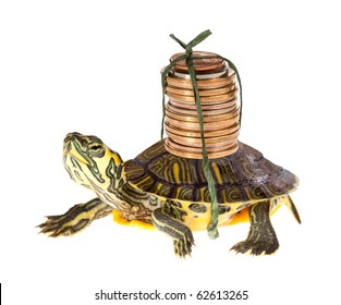 Funny Turtle Carrying A Stack Of Money Savings To The Bank